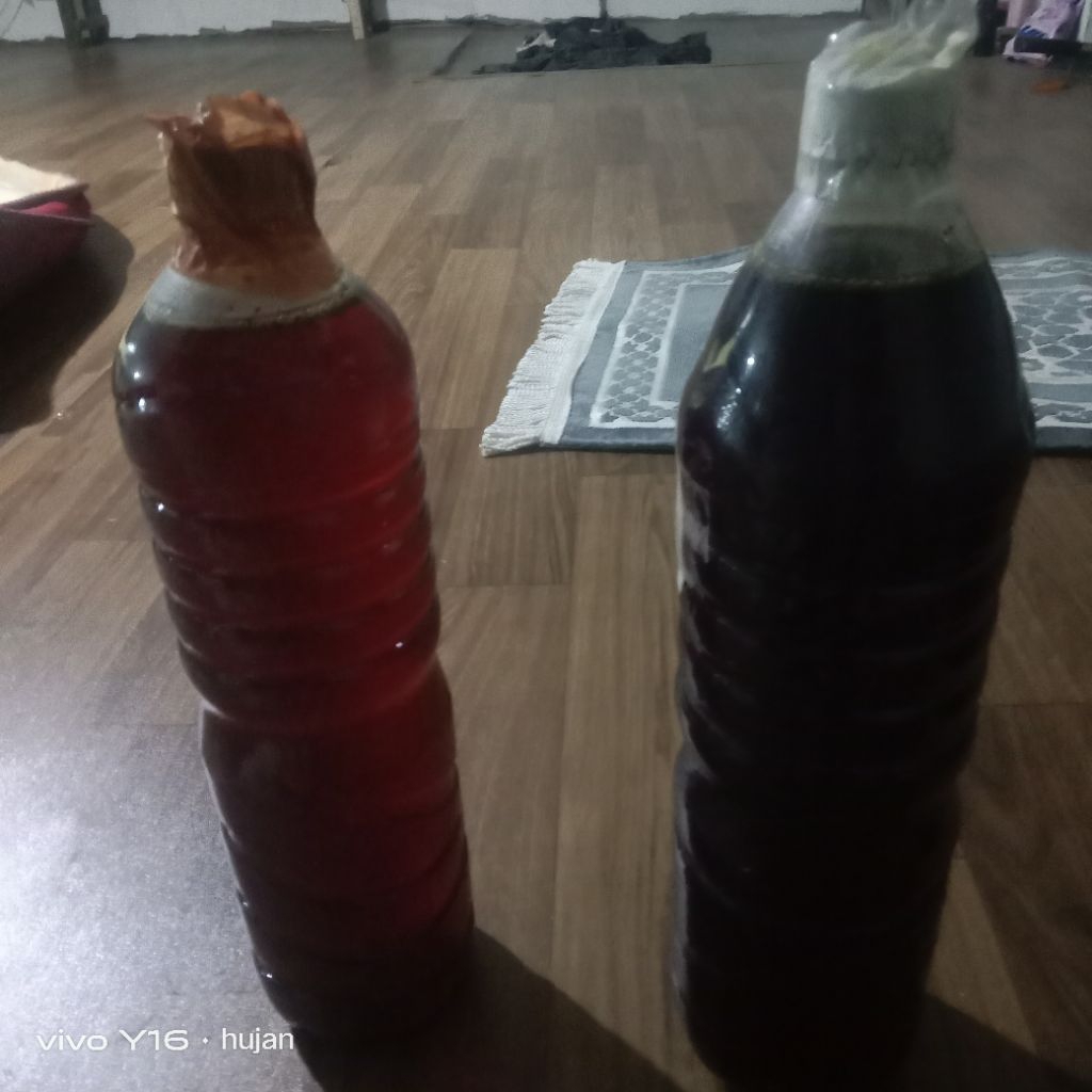 madu tawon gong murni 100% /tawon liar