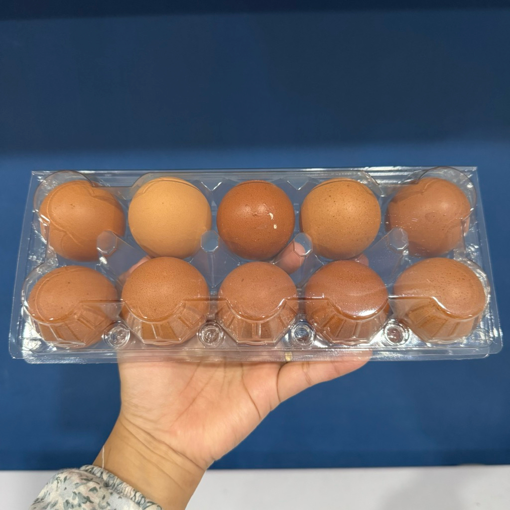 Telur Ayam Ras Telur Ayam Negeri