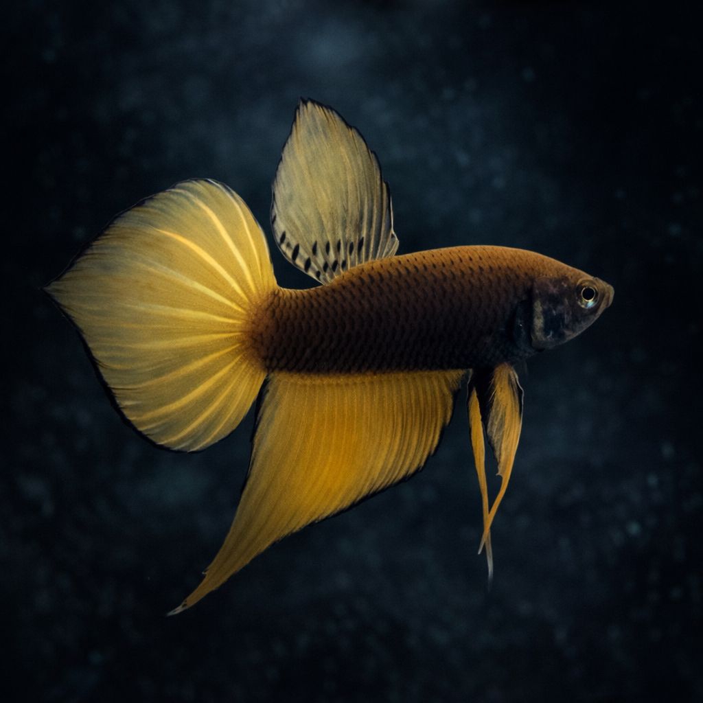 Wild Betta Splendens Yellow - Exact Fish