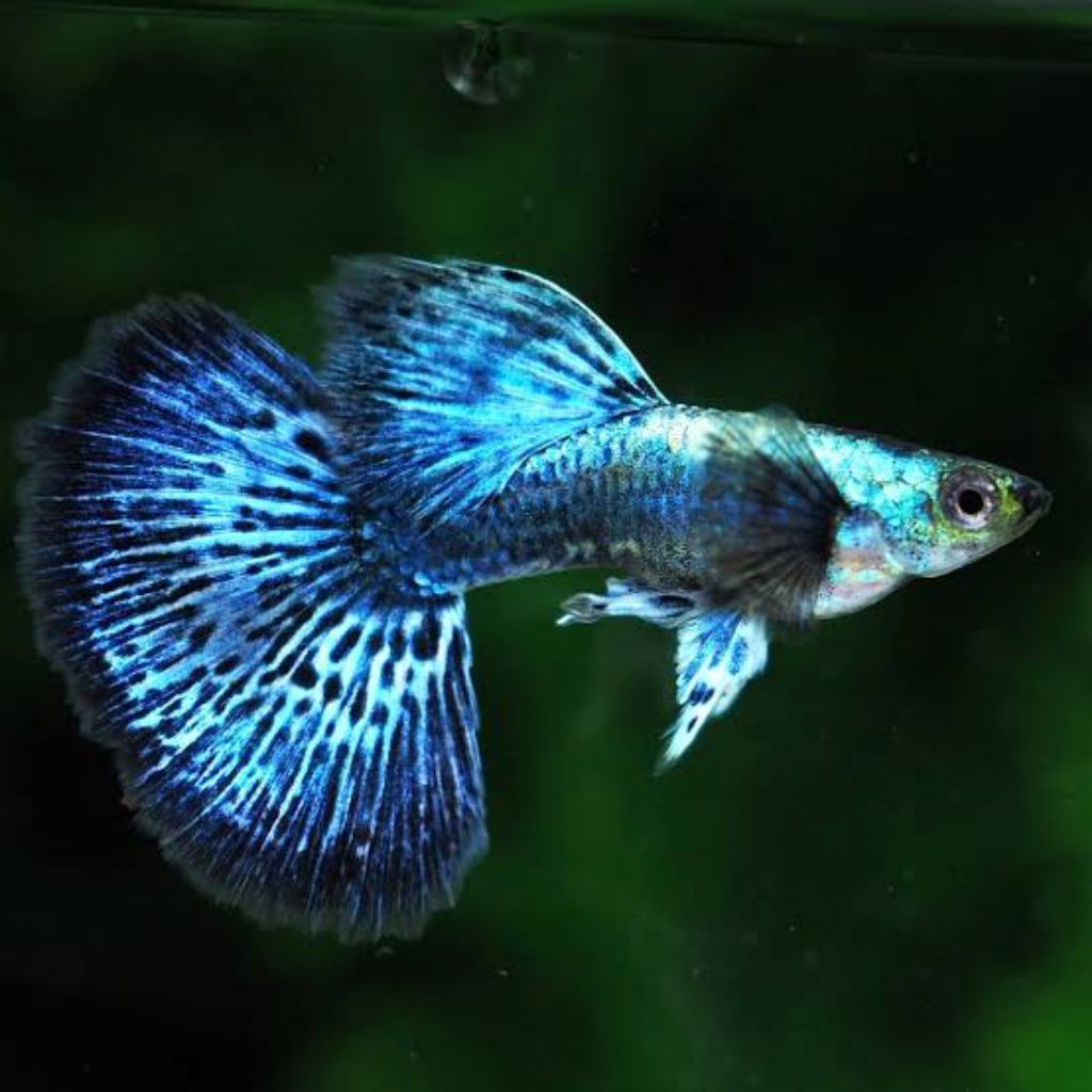 hiasan aquarium guppy blue dragon hm