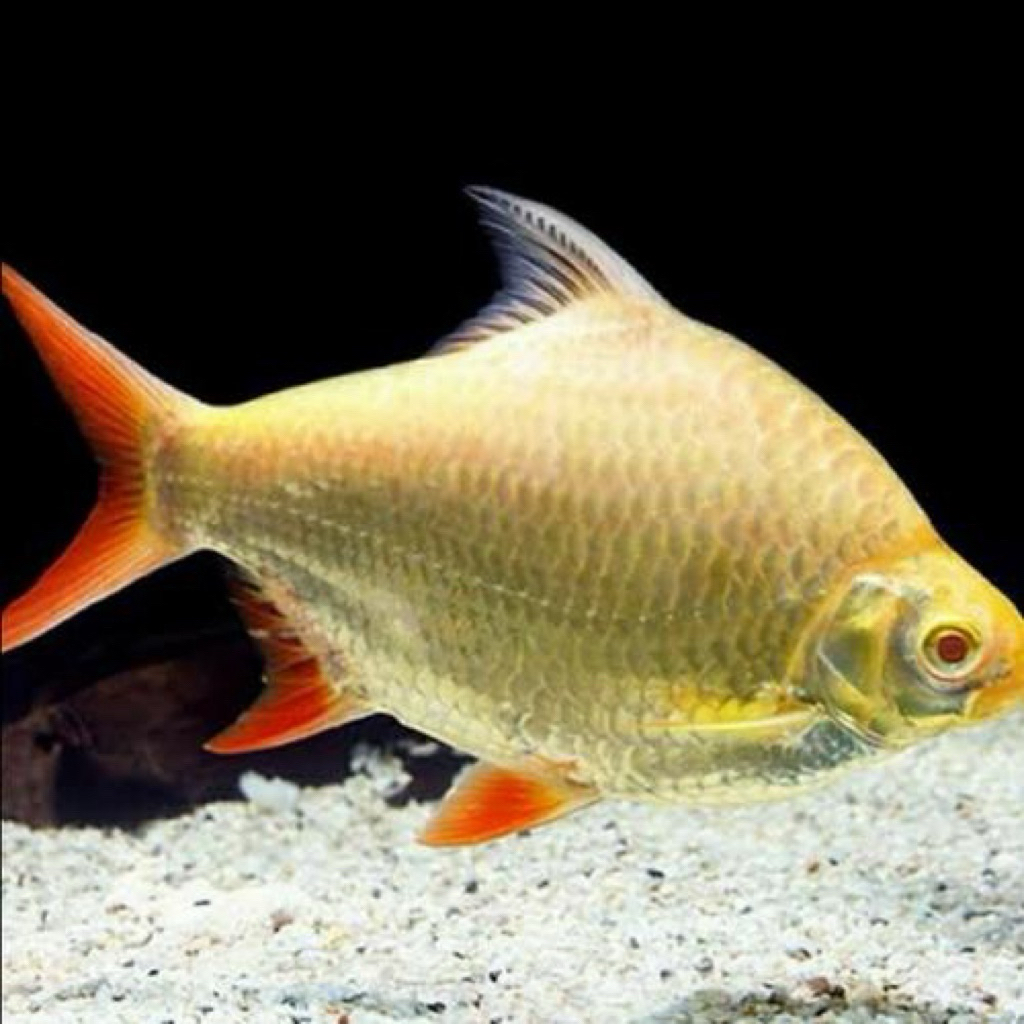 Kaviat Albino mata merah 18cm