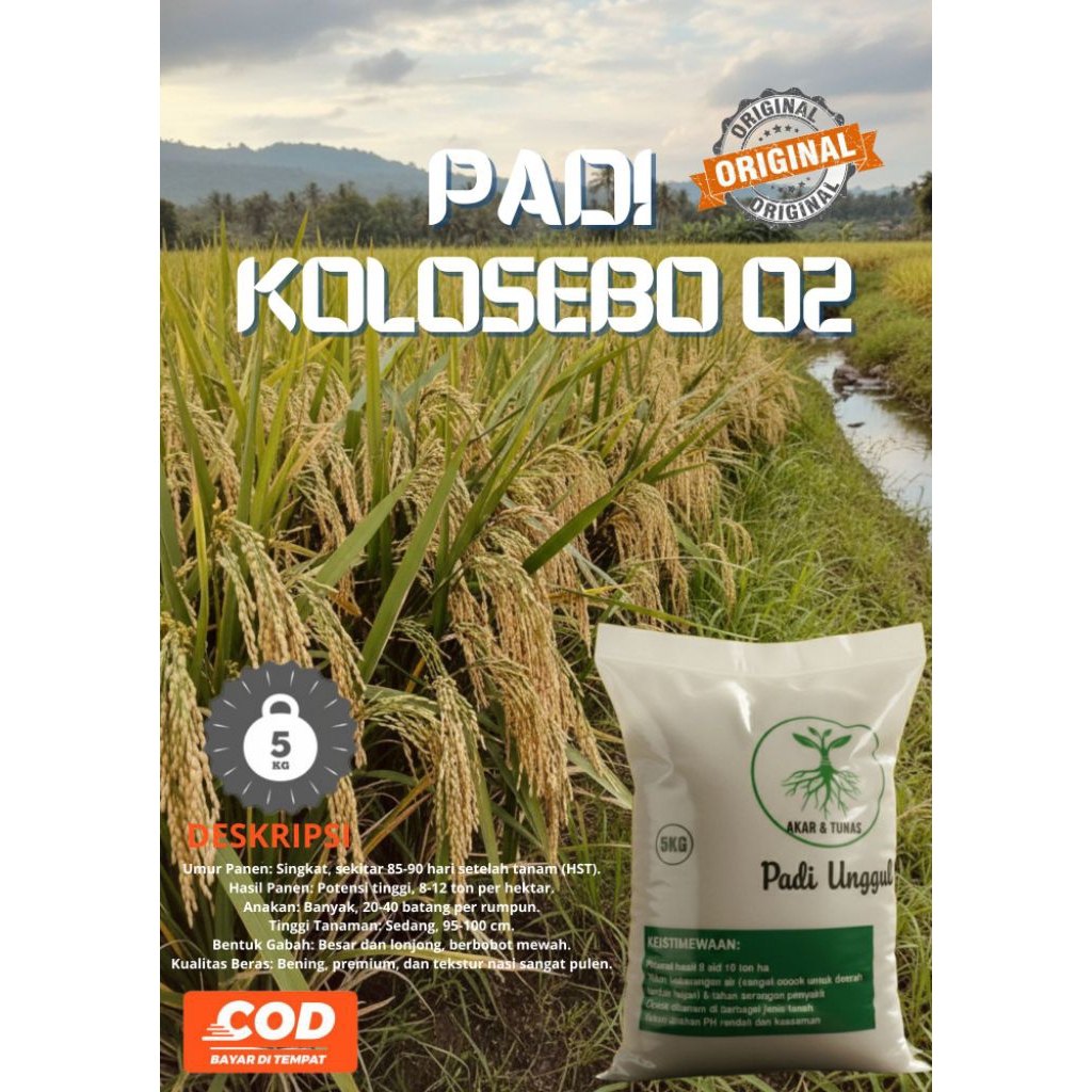 PADI UNGGUL KOLOSEBO 02  KEMASAN 5KG ORIGINAL