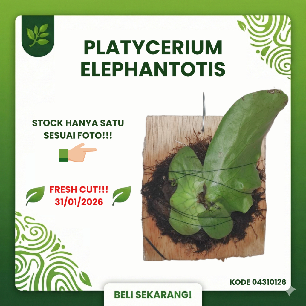 SESUAI FOTO - Platycerium Elephantotis Pup Anakan Fresh Cut dari Indukan Sp - Simbar Menjangan Gajah
