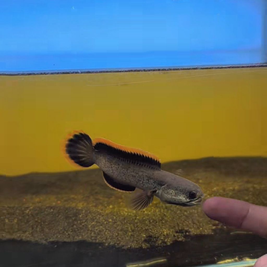 (COD) Bergaransi full se Indonesia Channa limbata lawu 4-6cm rim tebal full pelet pakan hewan peliha