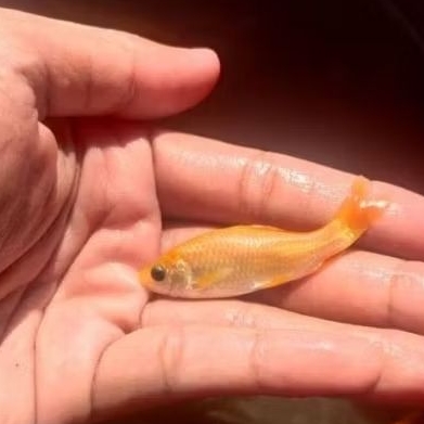 bibit nilem terapi kaki orange