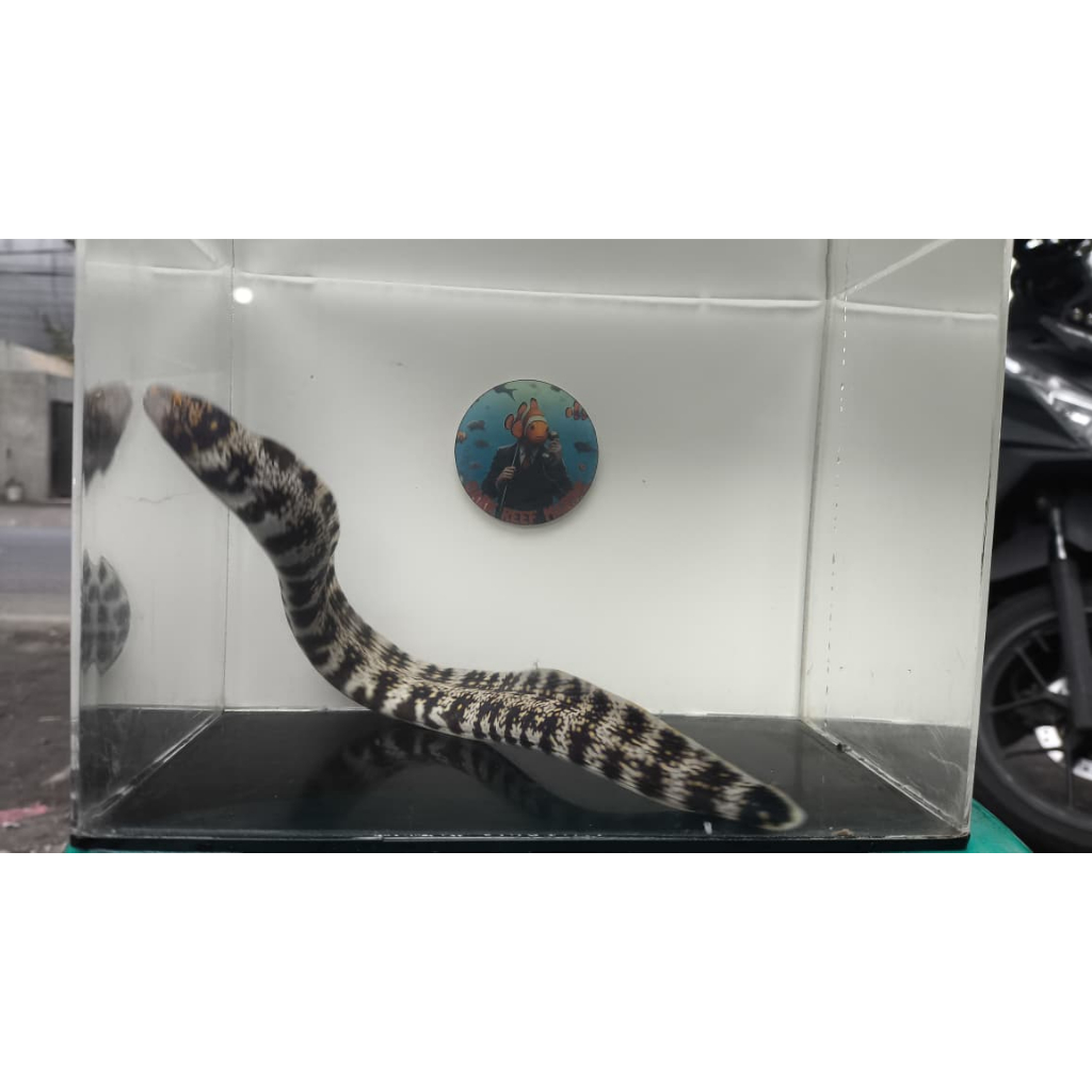 Belut Moray /Juvenile Snowflake Eel