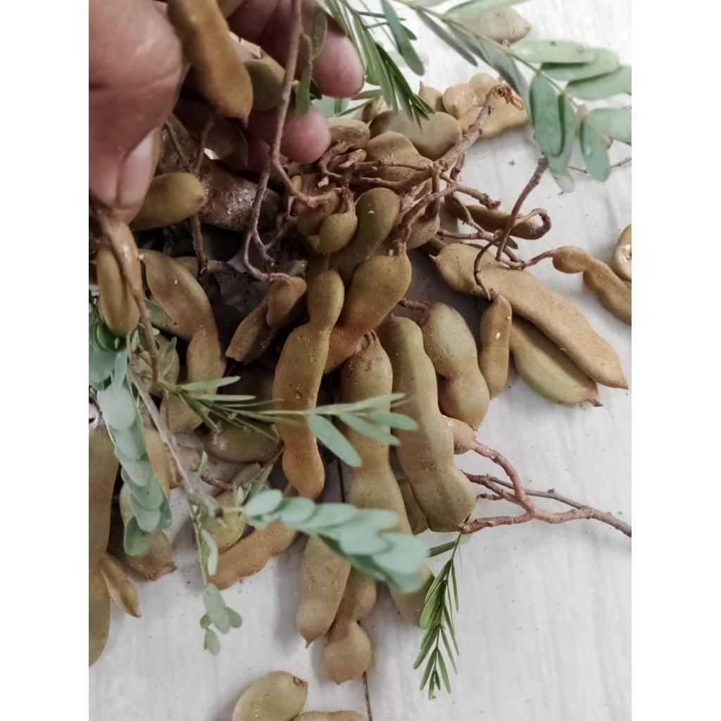 asam Jawa muda/cempleng