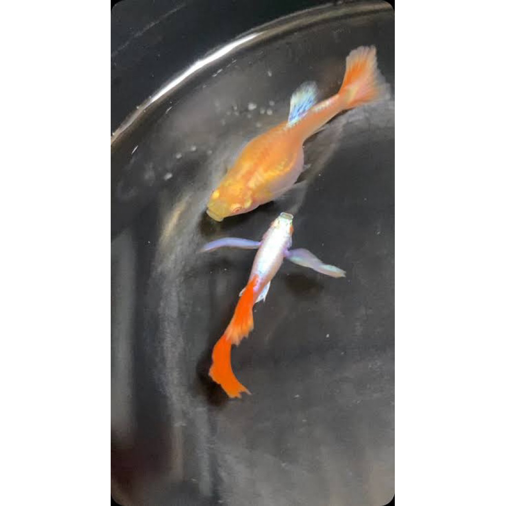 obat ikan_guppy albino Prtde butterfly
