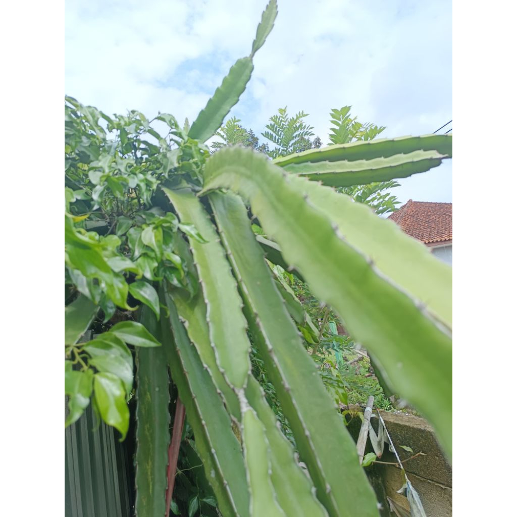 BIBIT BUAH NAGA  POHON BUAH NAGA