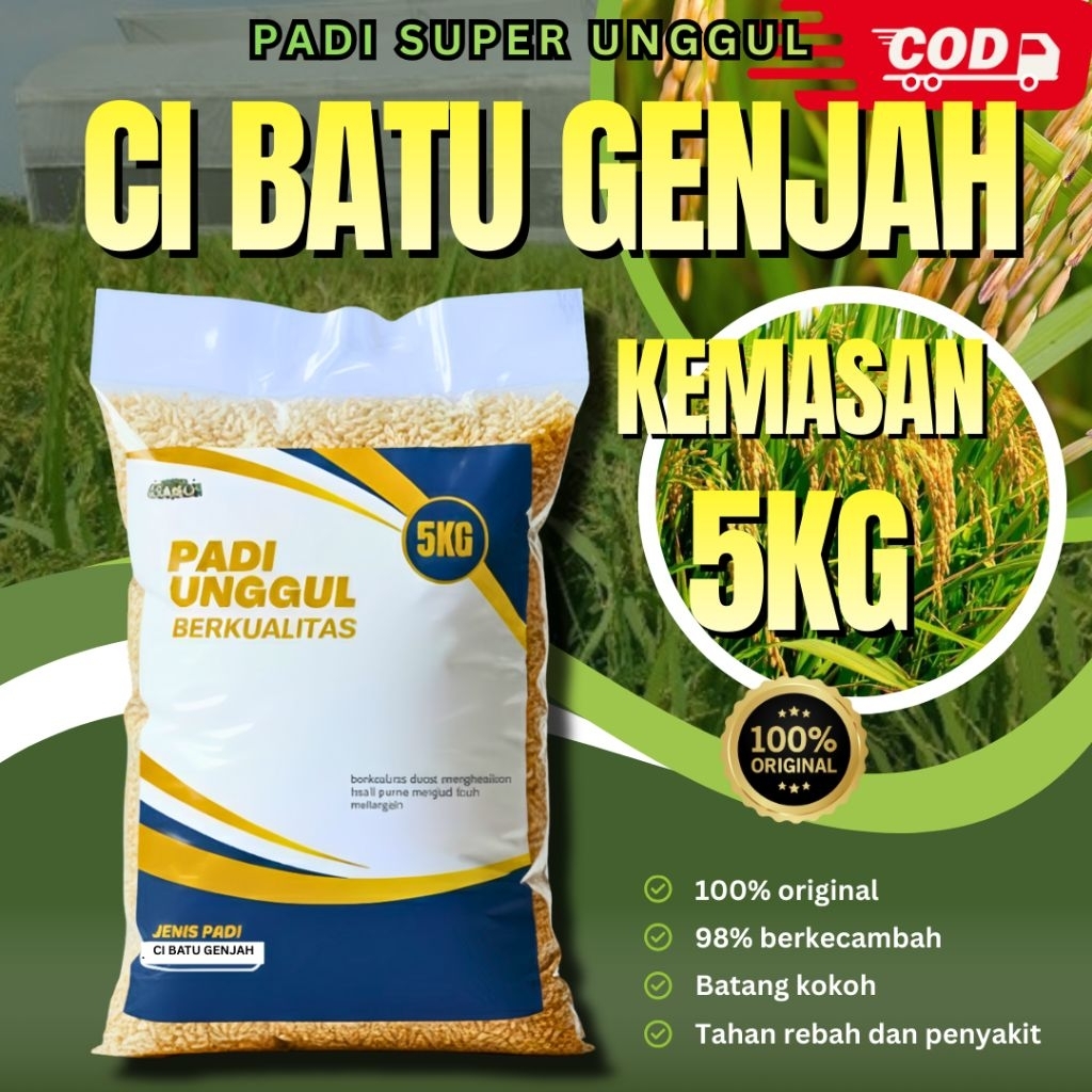 benih padi Cibatu genjah 5kg