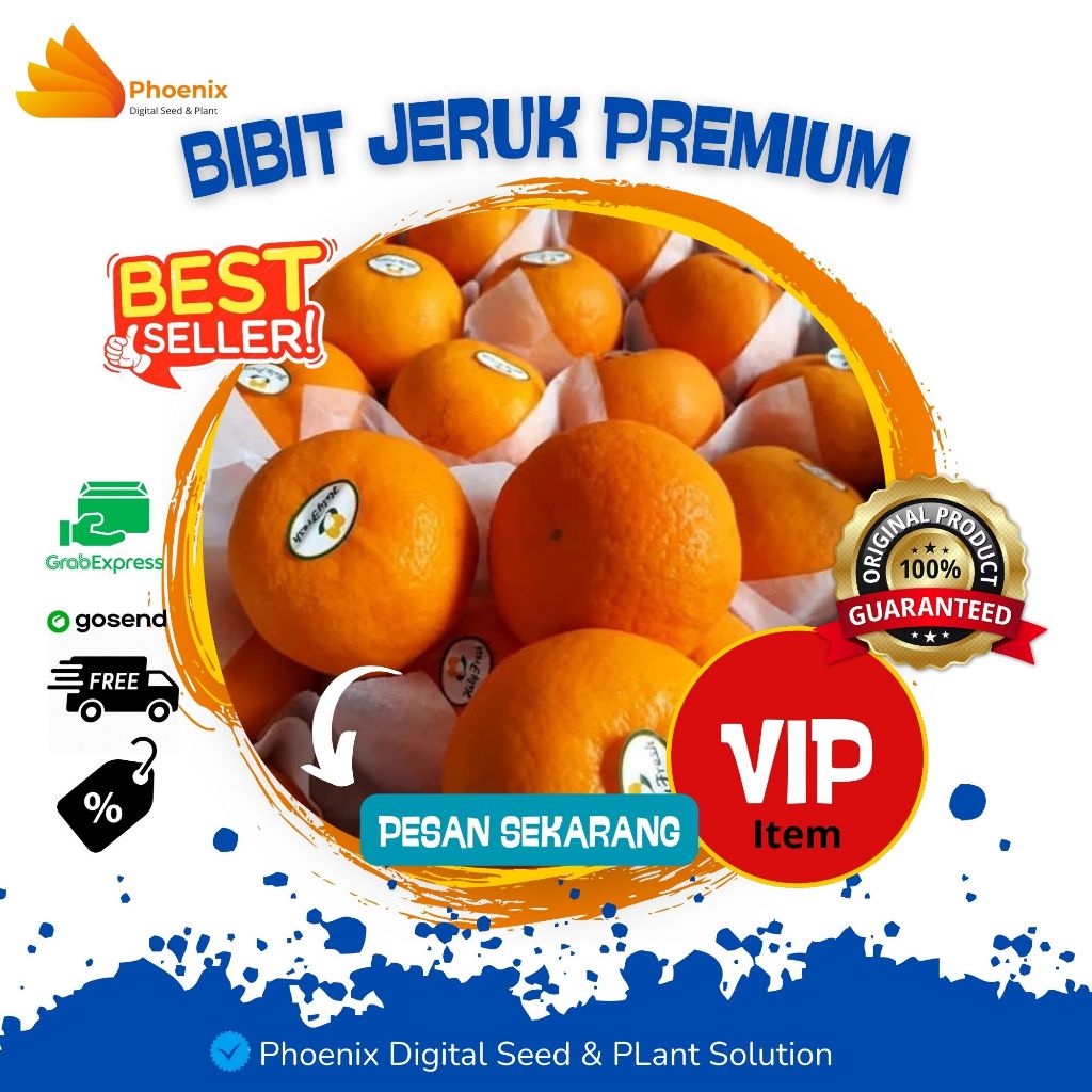 BIBIT JERUK MANDARIN SANTANG MADU PURUT NIPIS LIMAU SUNKIST NAGAMI KASTURI BALI