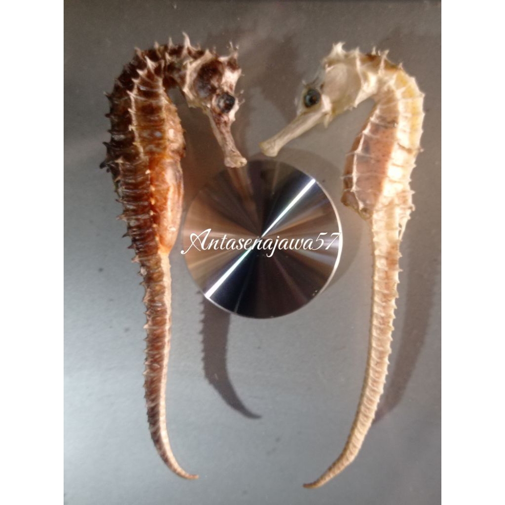 Kuda Laut Kering SEPASANG PILIHAN Asli dari Laut jawa 100% Original