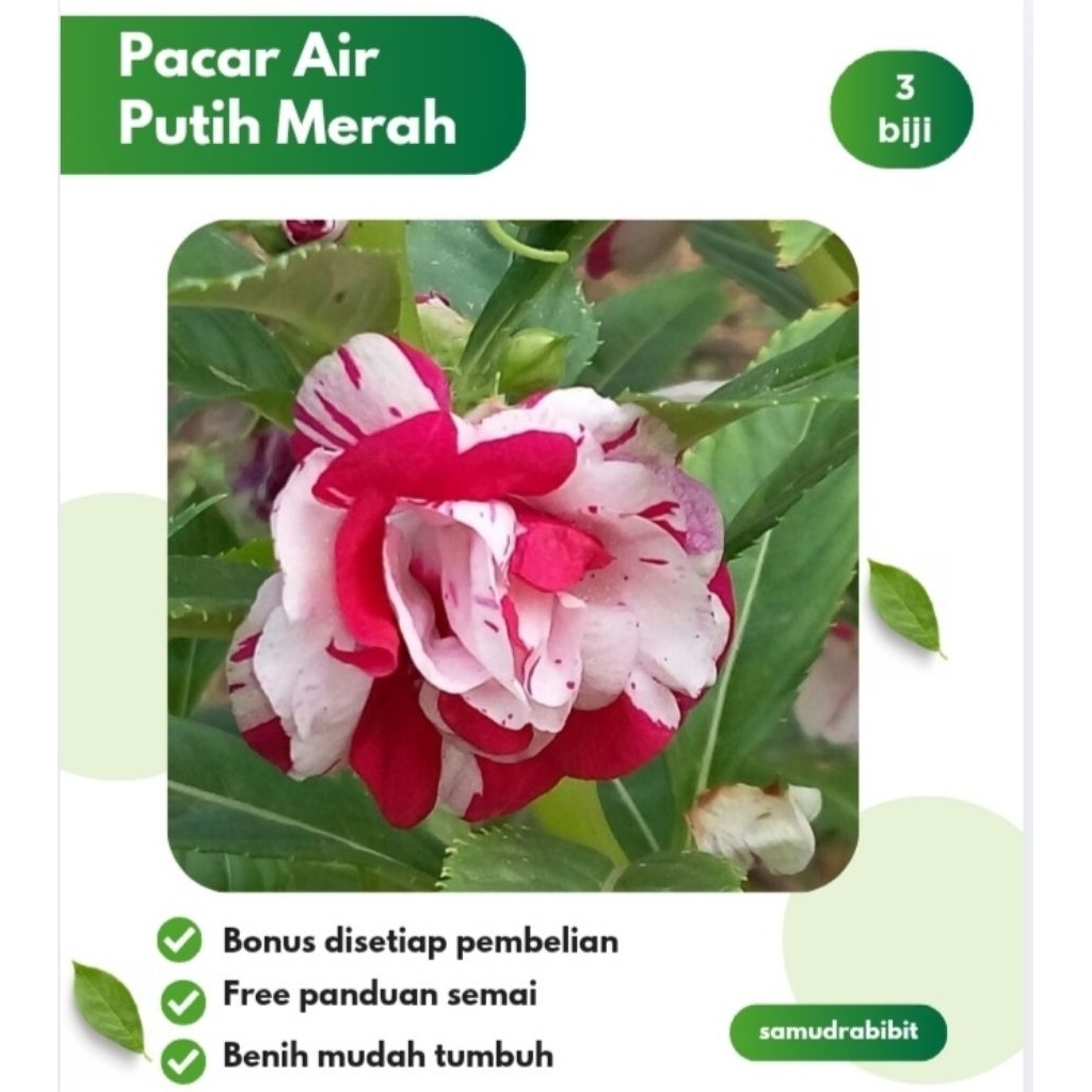 Benih Bunga Pacar Air Gradasi Putih Merah