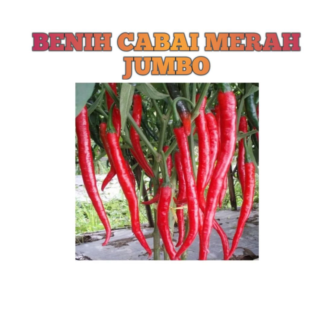 benih cabai merah super. jumbo isi 15