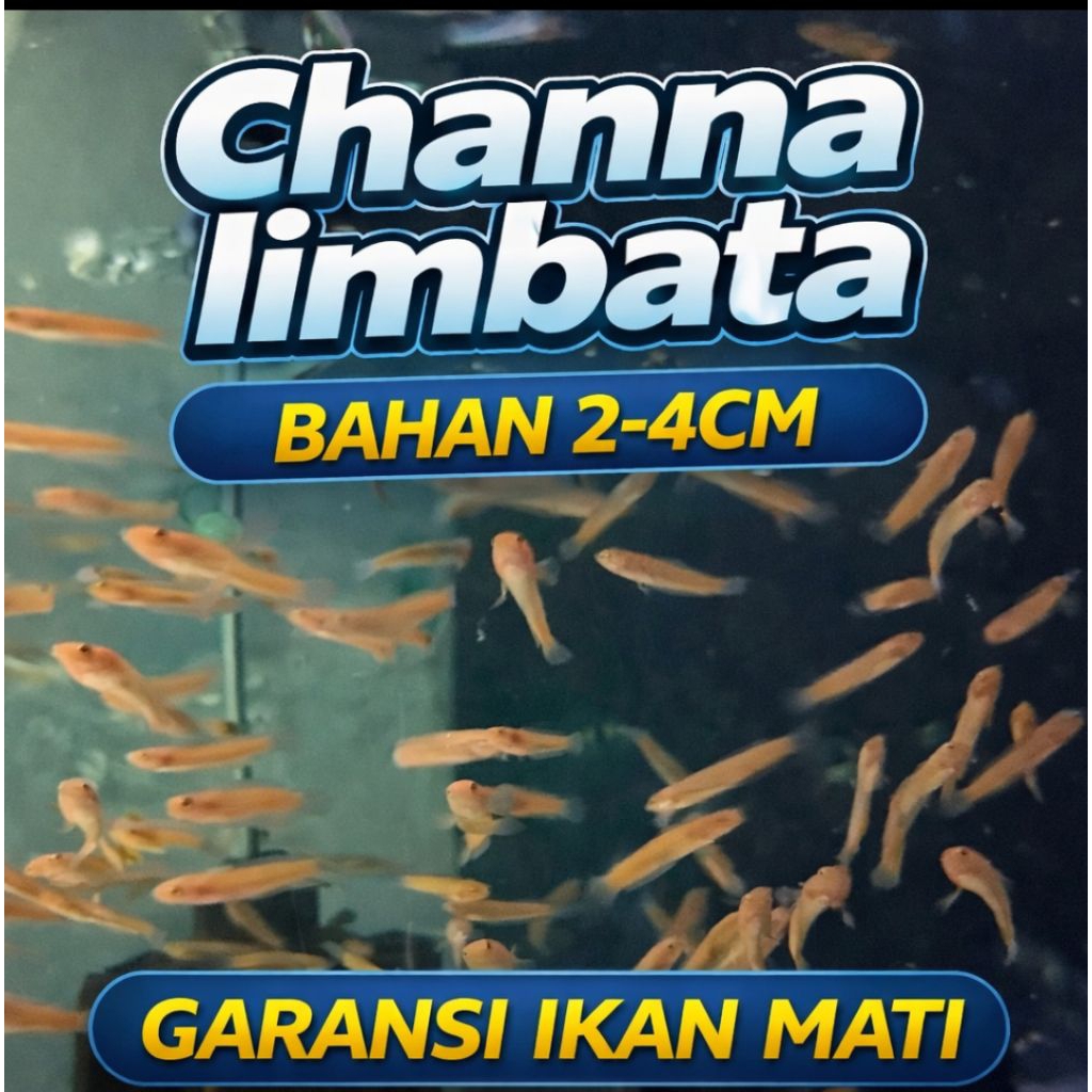 channa limbata bahan 2-4cm full pelet