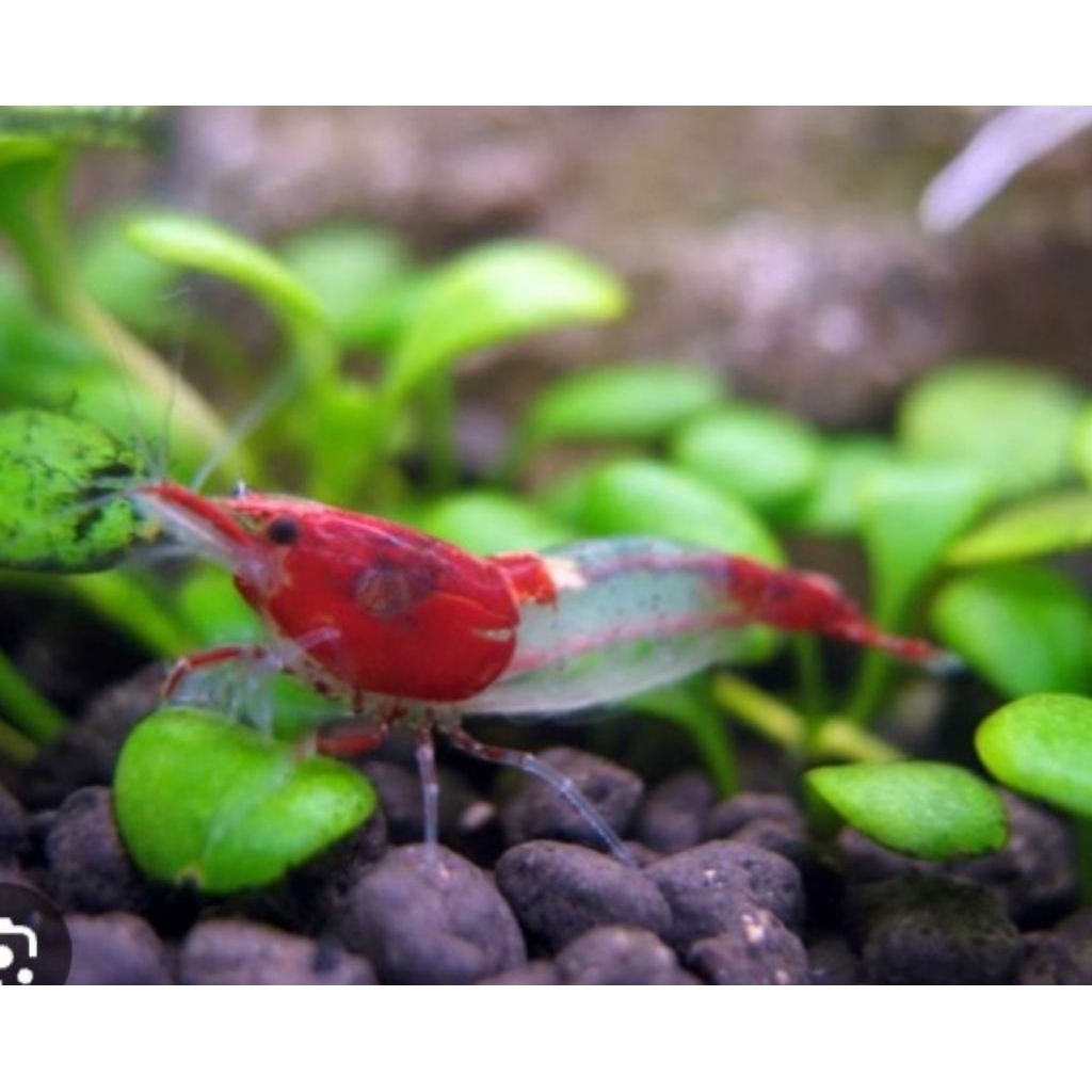 Udang Hias Air Tawar Red Riliy Hiasan Akuarium