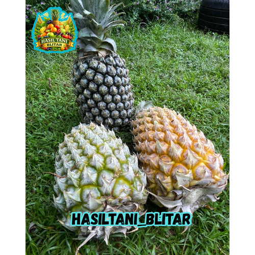nanas madu blitar 100% asli manis_manis