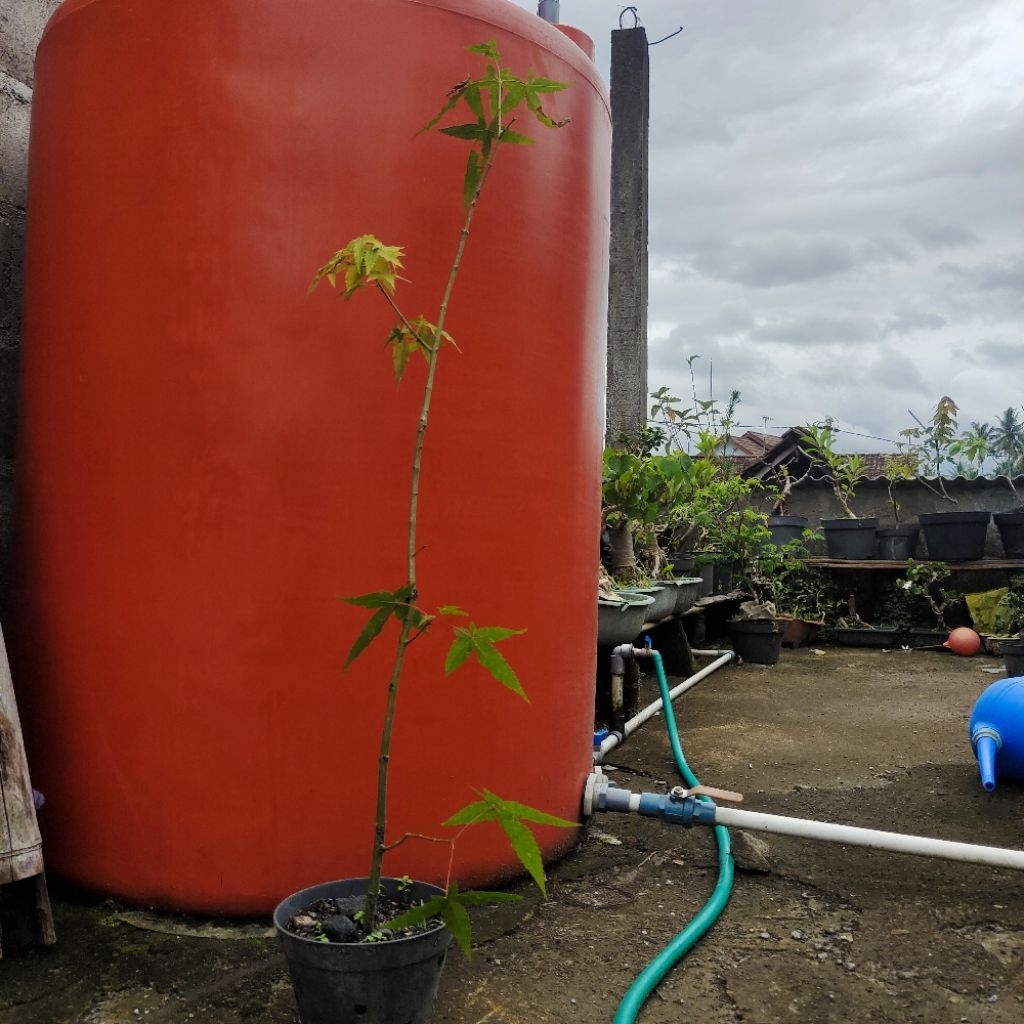 [A] Maple hijau / Maple jepang / tanaman maple / pohon maple / acer palmatum