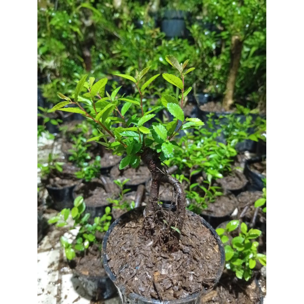 bonsai ulmus mame unik