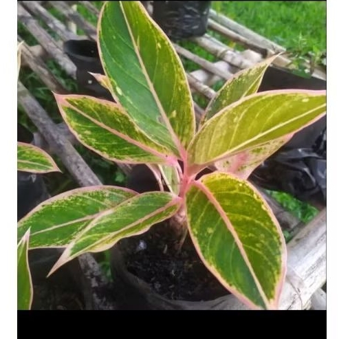 Aglonema lipstik pink Tanaman hias aglonema lipstik pink