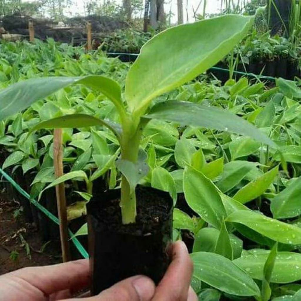 bibit pisang ambon super