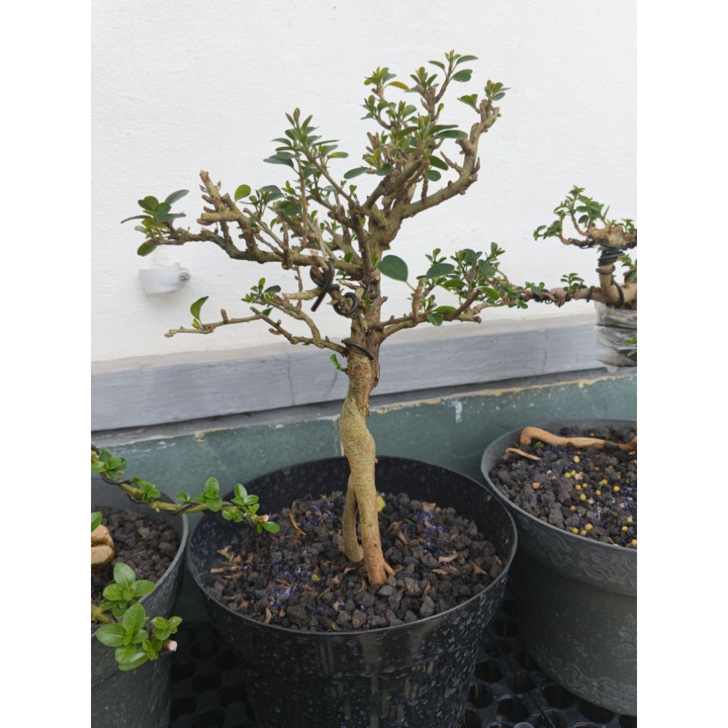Bahan Bonsai sisir / kaliage berkualitas