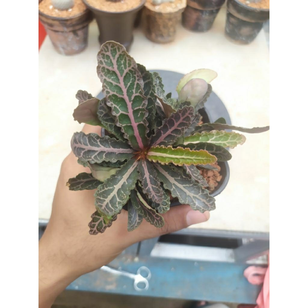 Euphorbia Francoisii indukan besar