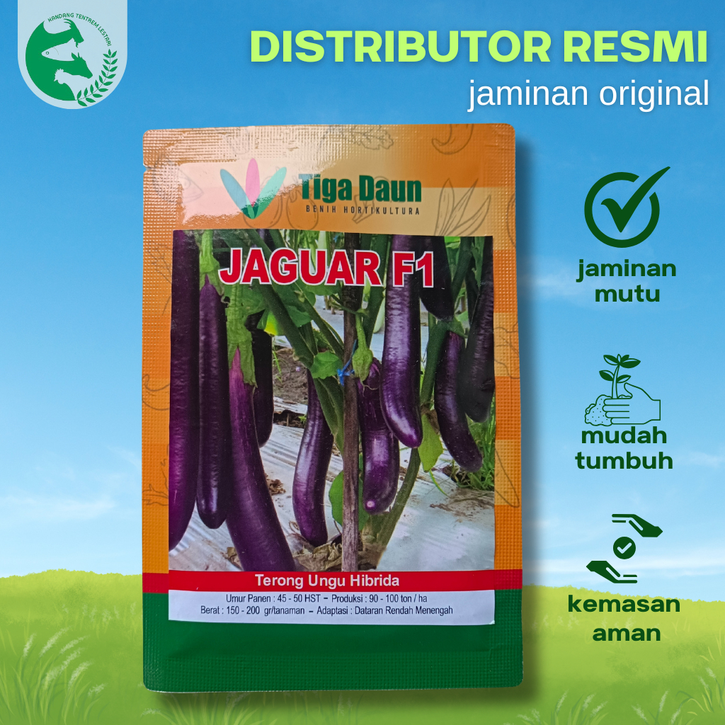 Benih Terong Ungu Panjang Hibrida Jaguar F1 5 gram Tiga Daun Unggul Buah Lebat