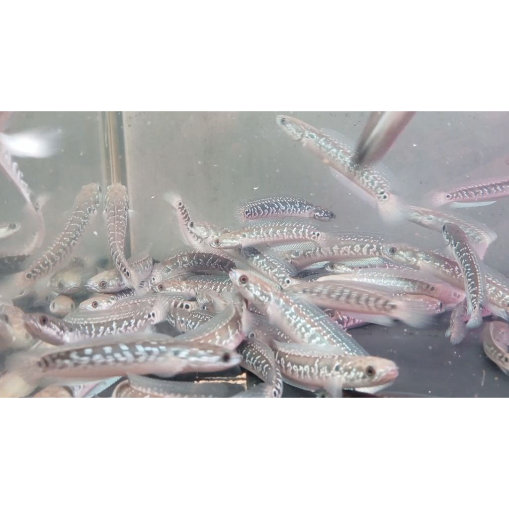 kardus packing isi asiatica ws pure full pelet bahan gondrong spot ajib kardus packing ukuran 302030