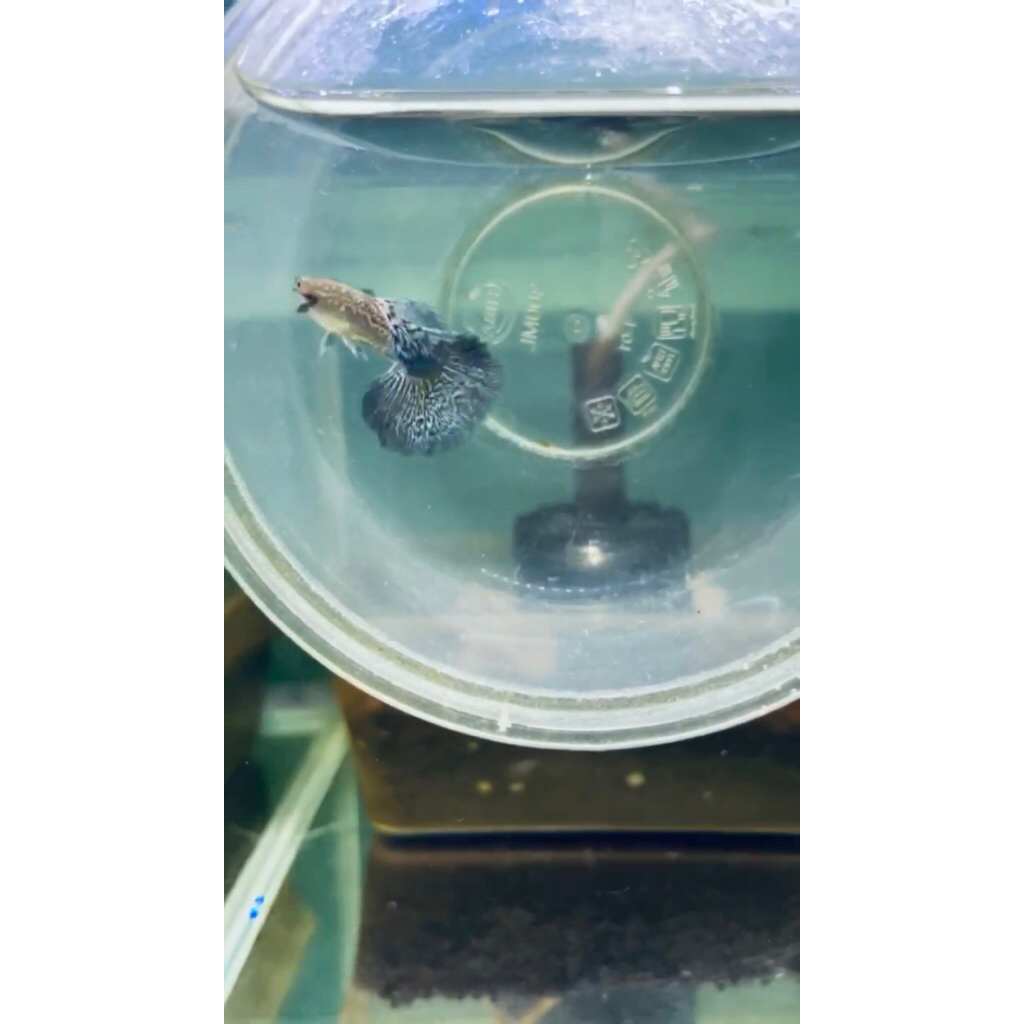 stiker Guppy Blue Dragon