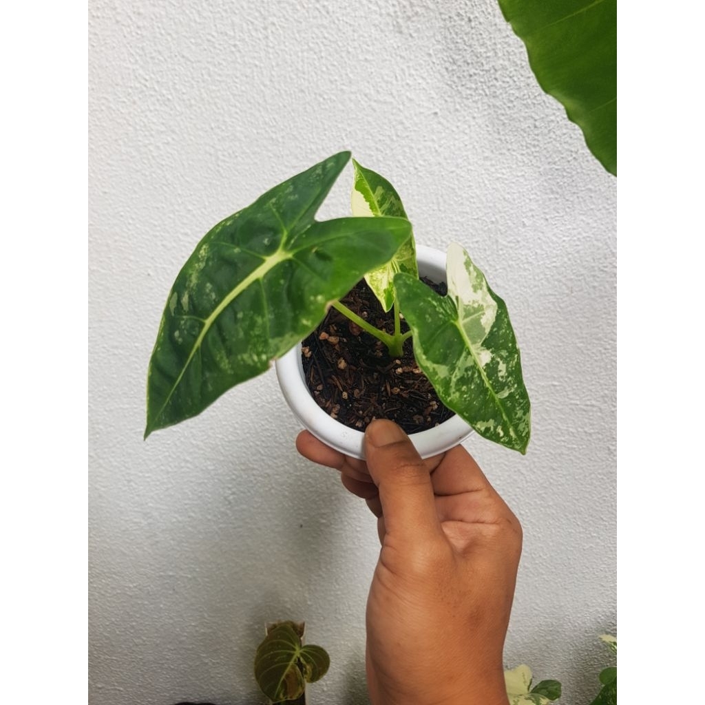 Alocasia Frydek variegata