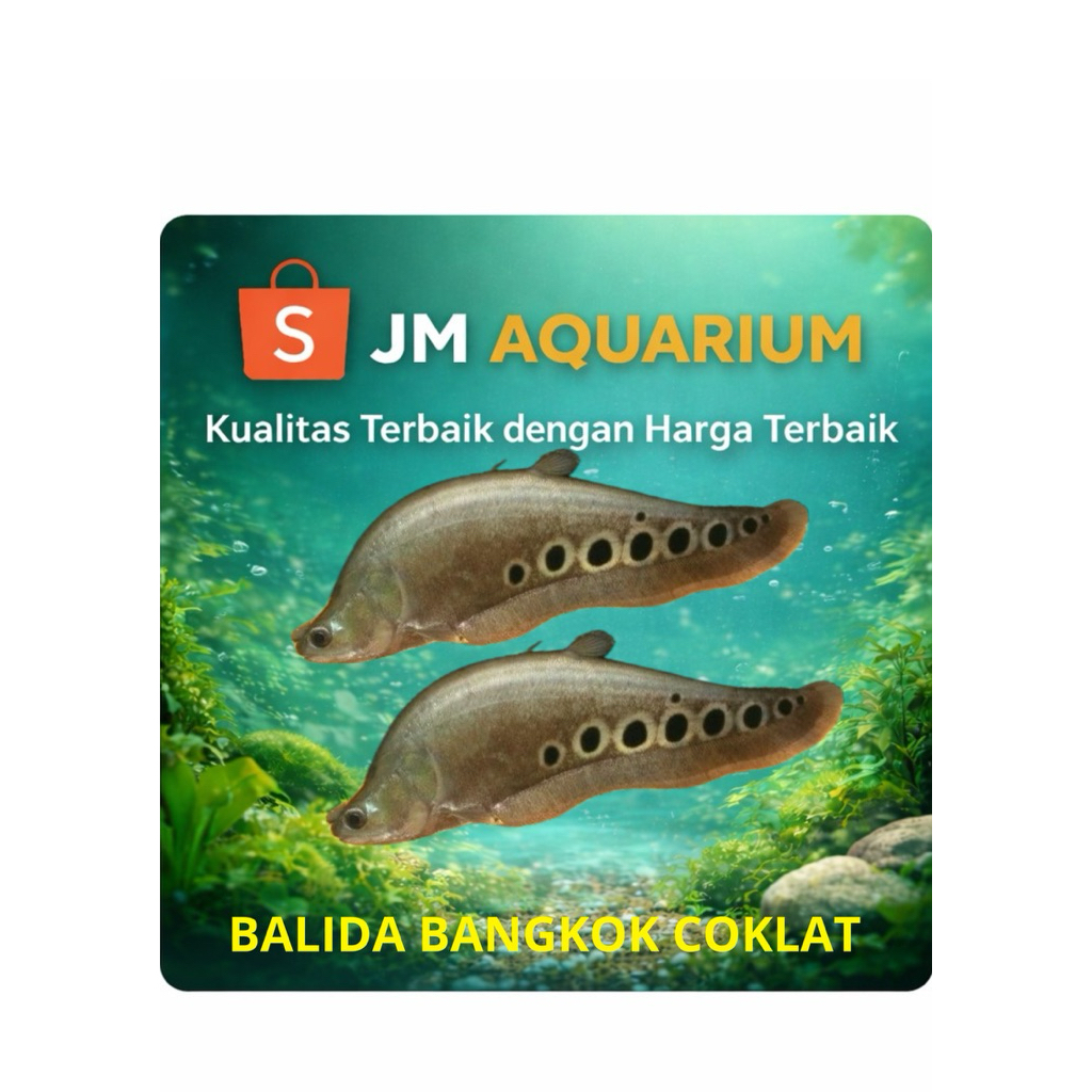 (INSTAN) ikan belida coklat / belida bangkok