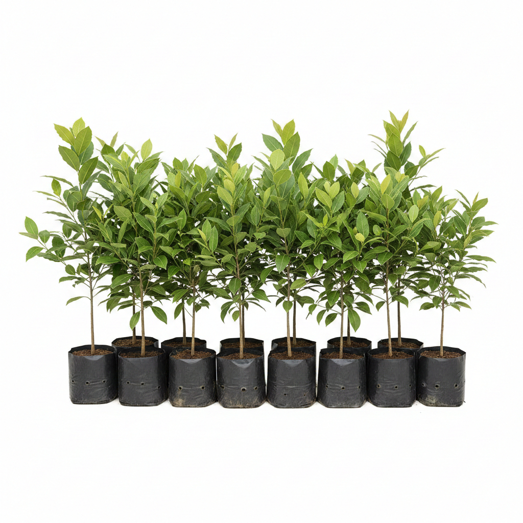 Pohon Salam Tinggi 80cm , Tanaman Daun Salam, Pohon Salam Unggul