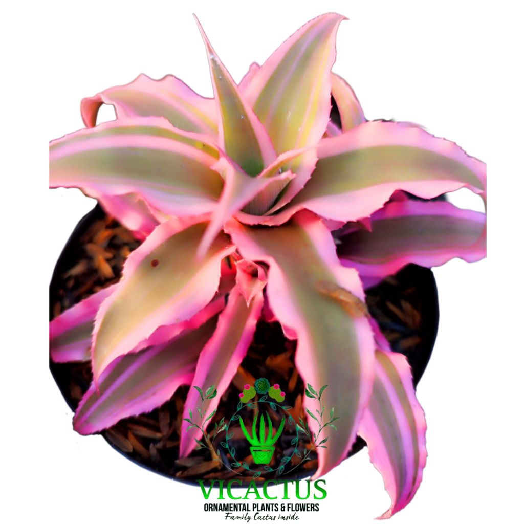 Tanaman Hias Sukulen: Cryptanthus acaulis Pink Brown