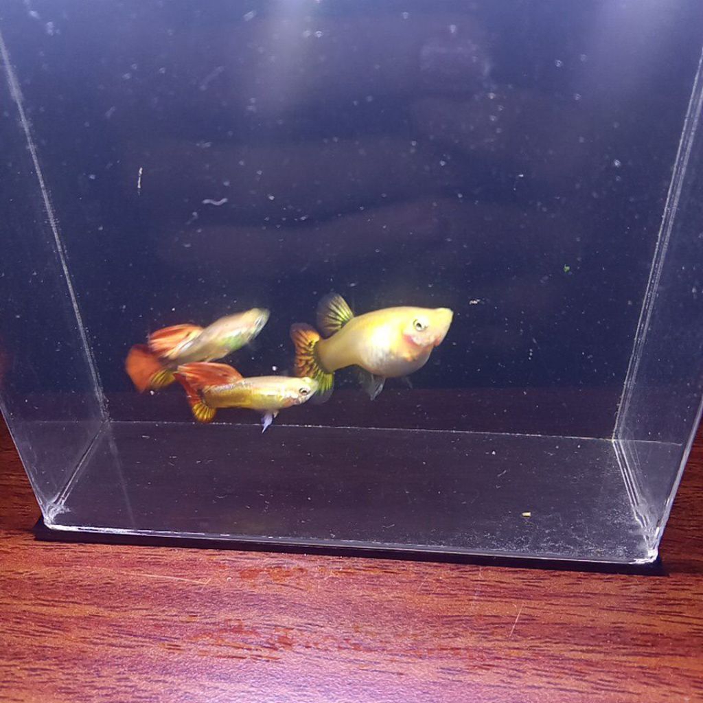 Cairan Guppy Blonde FirePhoenix Cauliflower