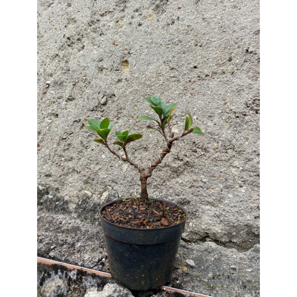 bahan bonsai beringin elegant