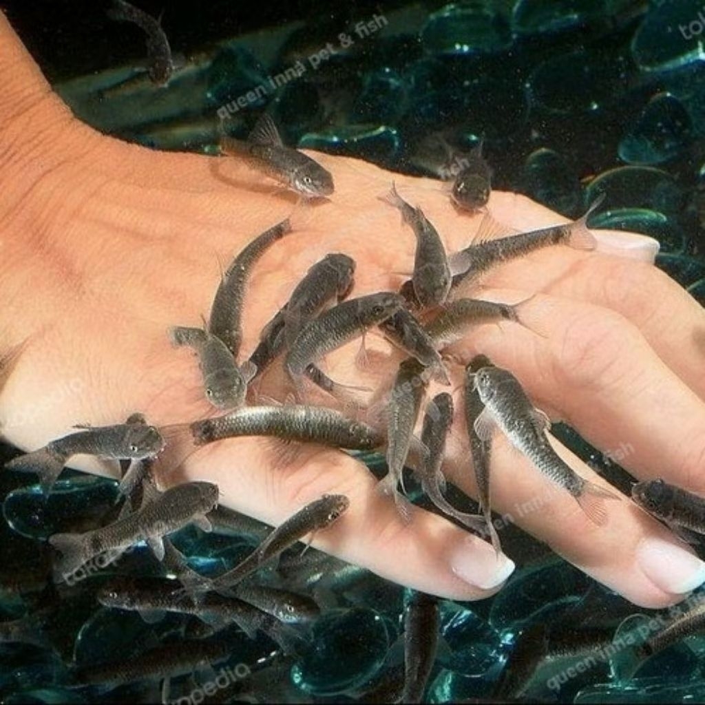 bibit ikan nilem terapi