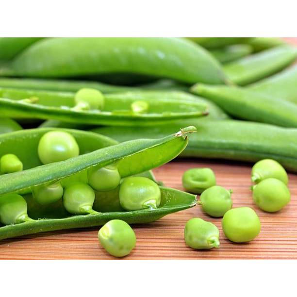 KEBUN PETANI BENIH KACANG POLONG