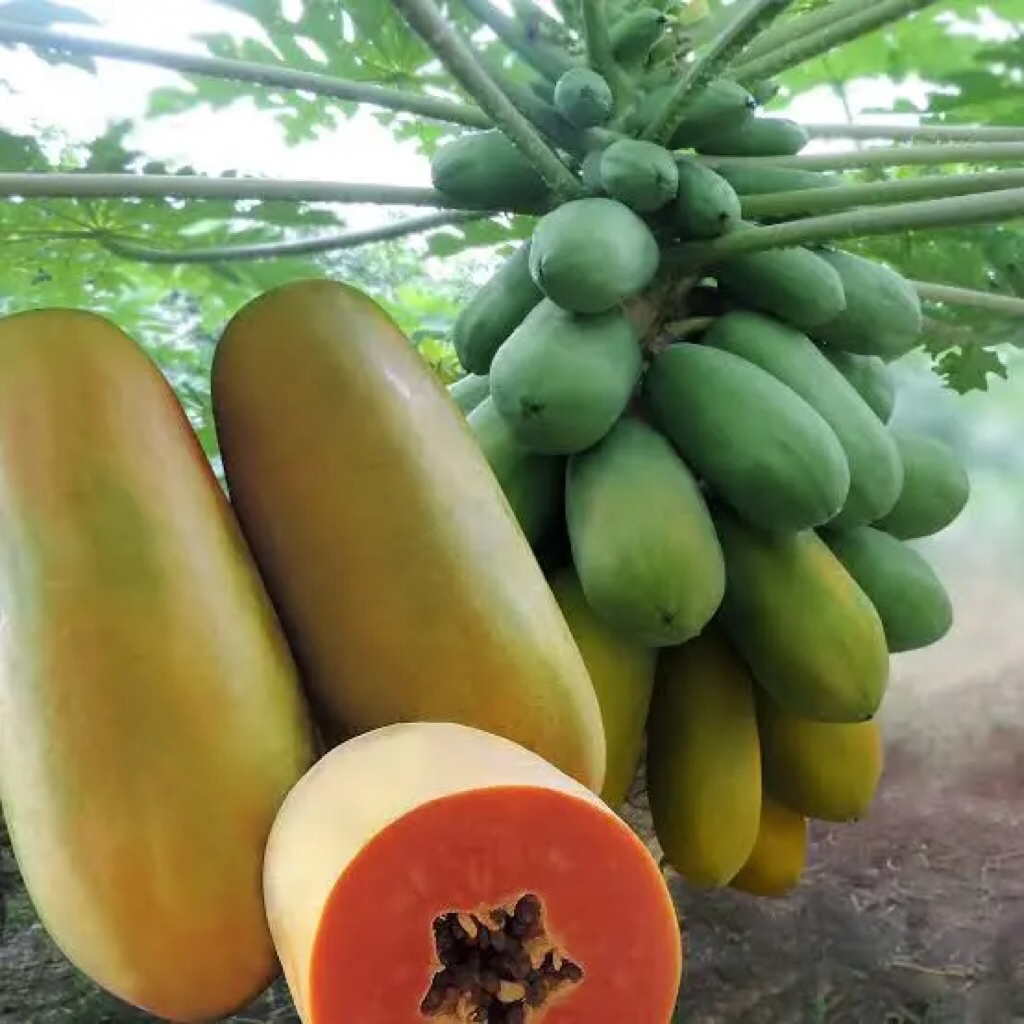 BIBIT PEPAYA CALIFORNIA MADU 50 BIJI BIBIT UNGGUL