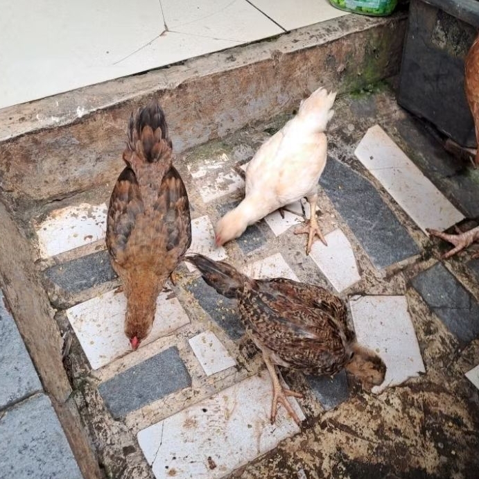 Anak Ayam Kampung hidup/Ayam Kampung/Anak ayam Usia 4 Bulanan