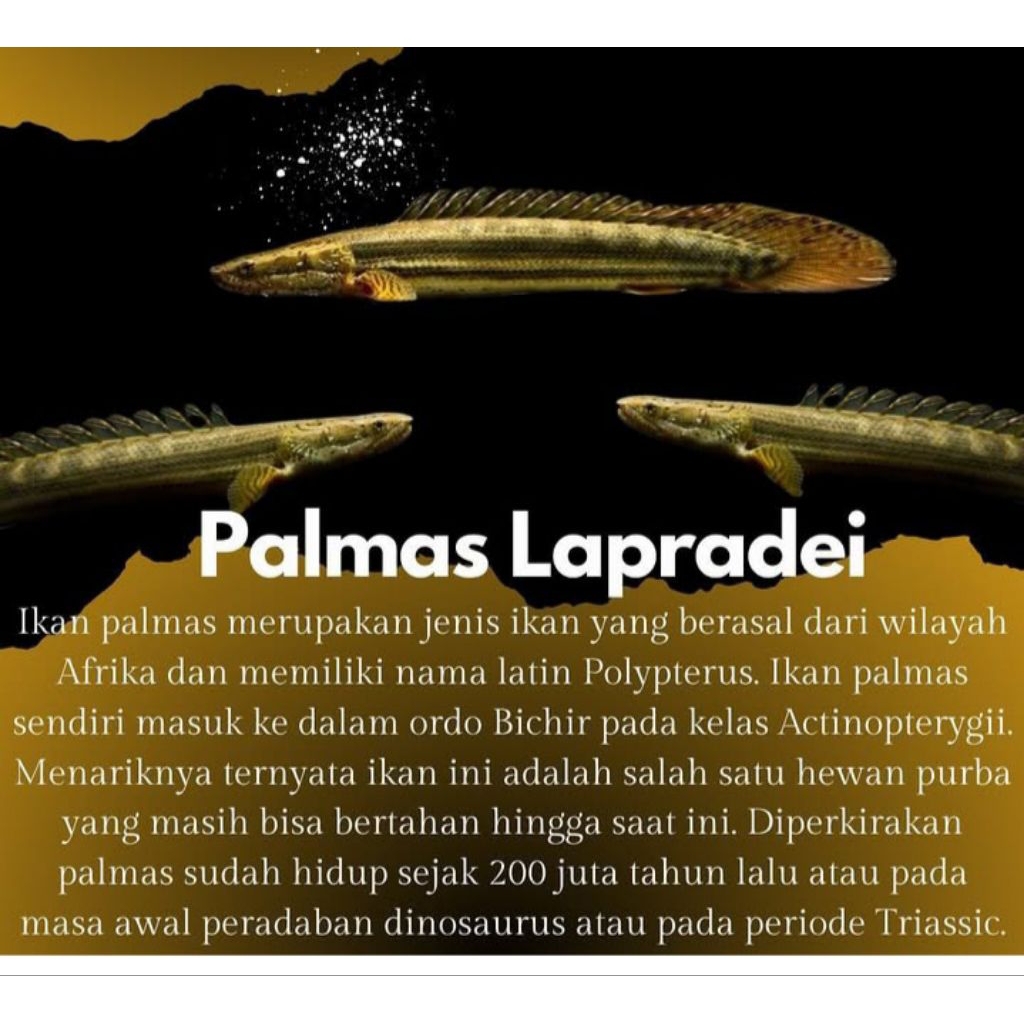 Patung Palmas Lapradei 12-13cm