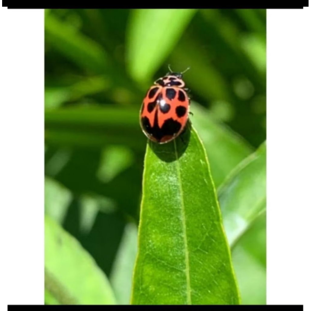 ledy bag / kepik hidup  bervariasi