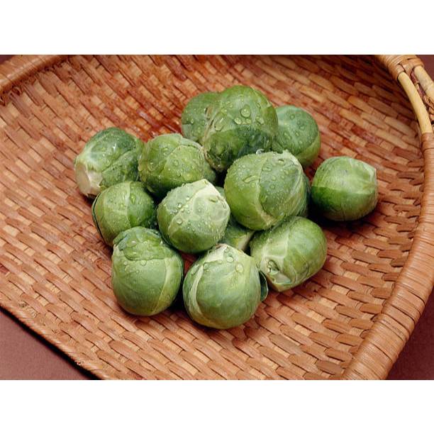 KEBUN PETANI BENIH KUBIS MINI