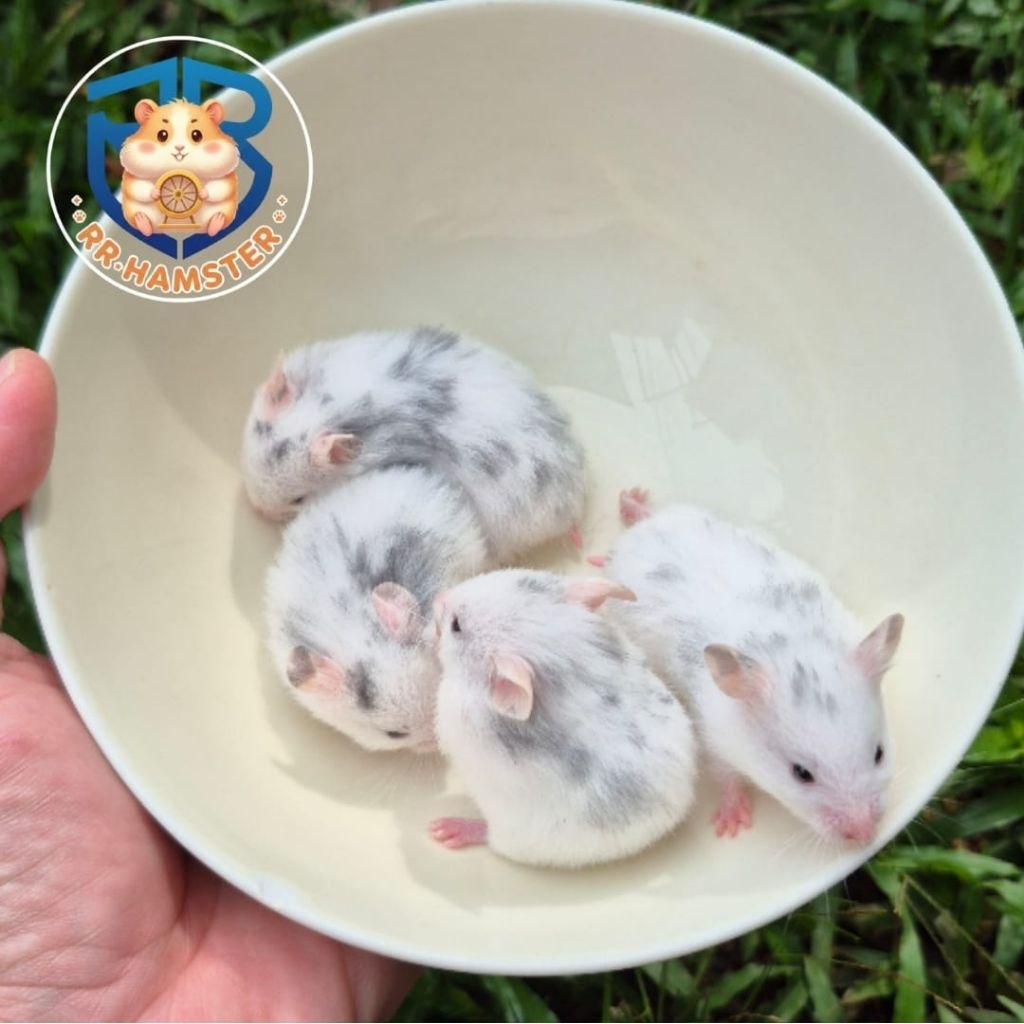 Hamster Syrian Fujiyama Kualitas Terbaik