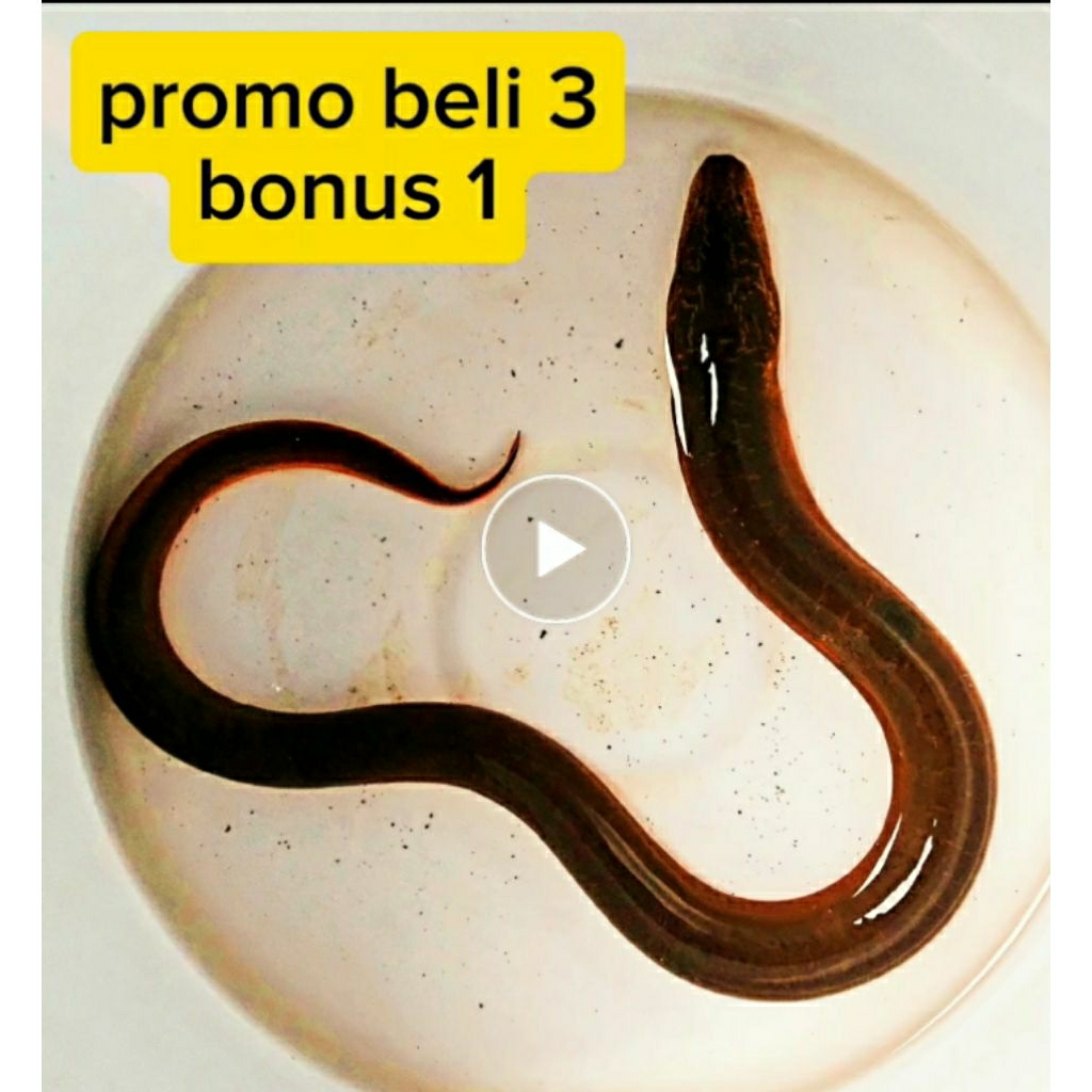 cail urek belut sawah/belut rawa/leher panjang#kail india#gacor#kail sidat#