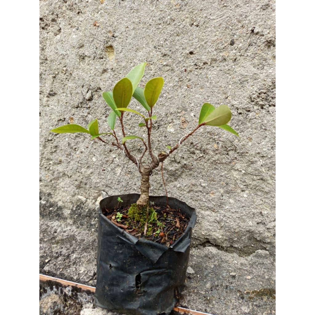 bahan bonsai beringin iprik