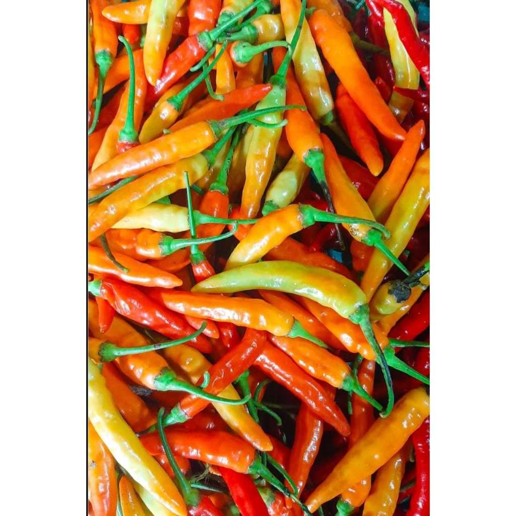 cabe rawit setan 1kg