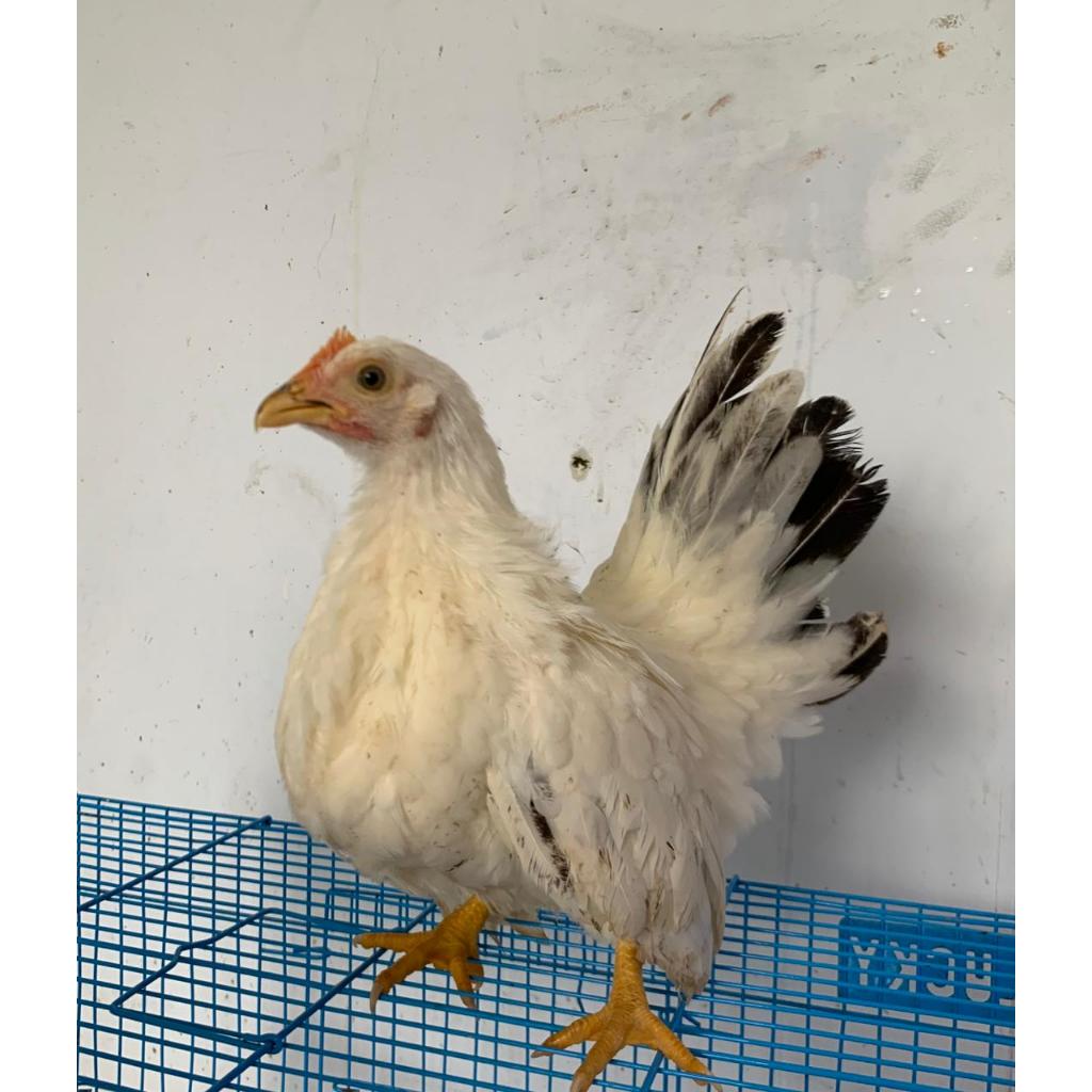 Ayam Kate Chabo Betina Ayam Kate Mini Ayam Lucu Ayam Hias Peliharaan