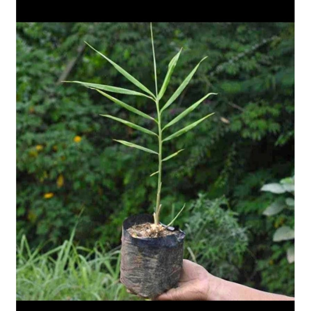 termurah bibit jahe emprit sudah bertunas siap tanam