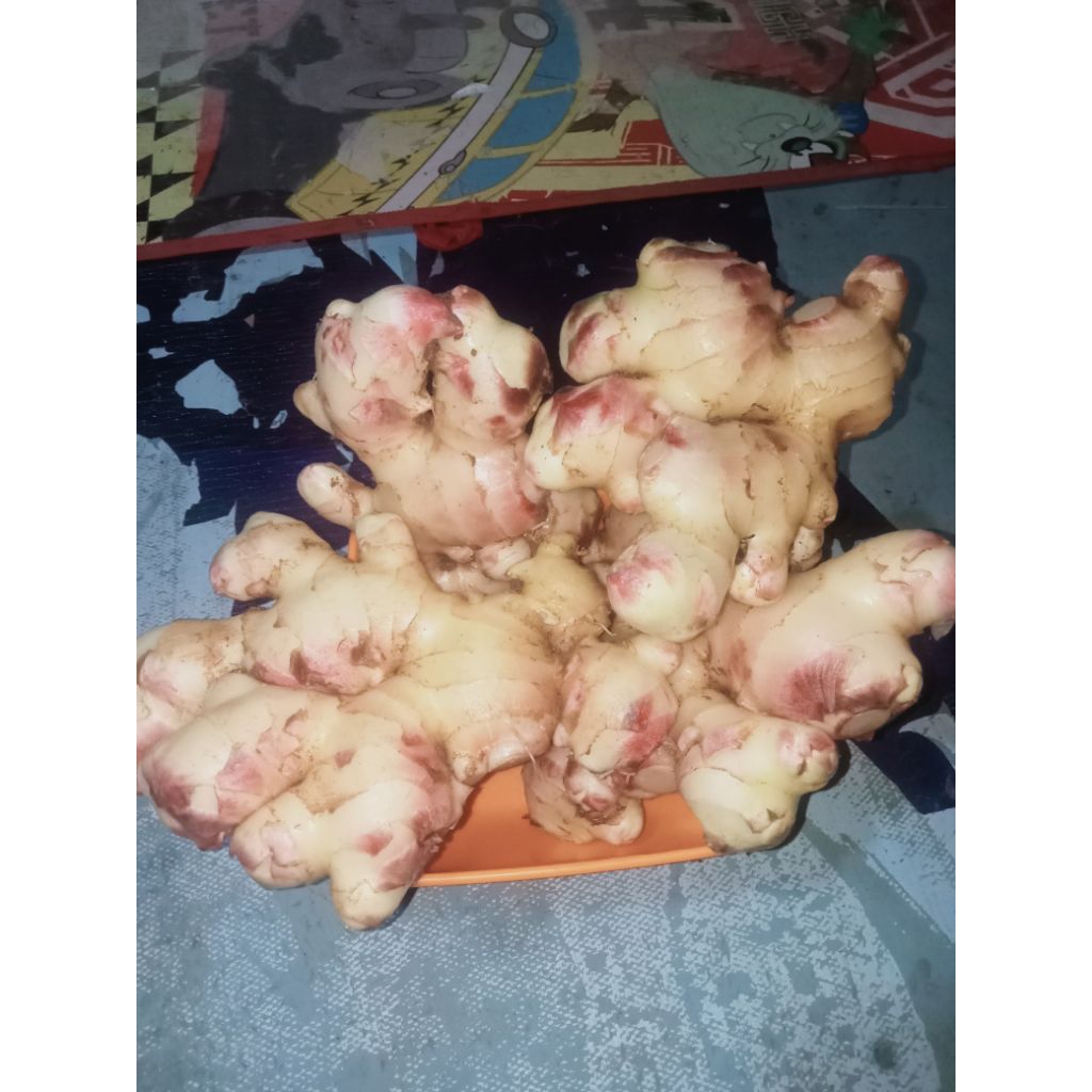 Jahe gajah muda segar 1 kg